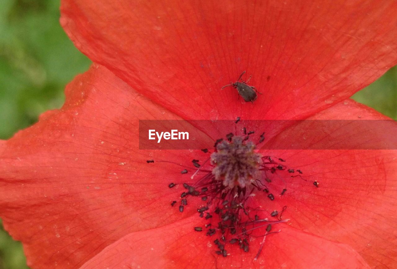 Close-up of red poppy flower