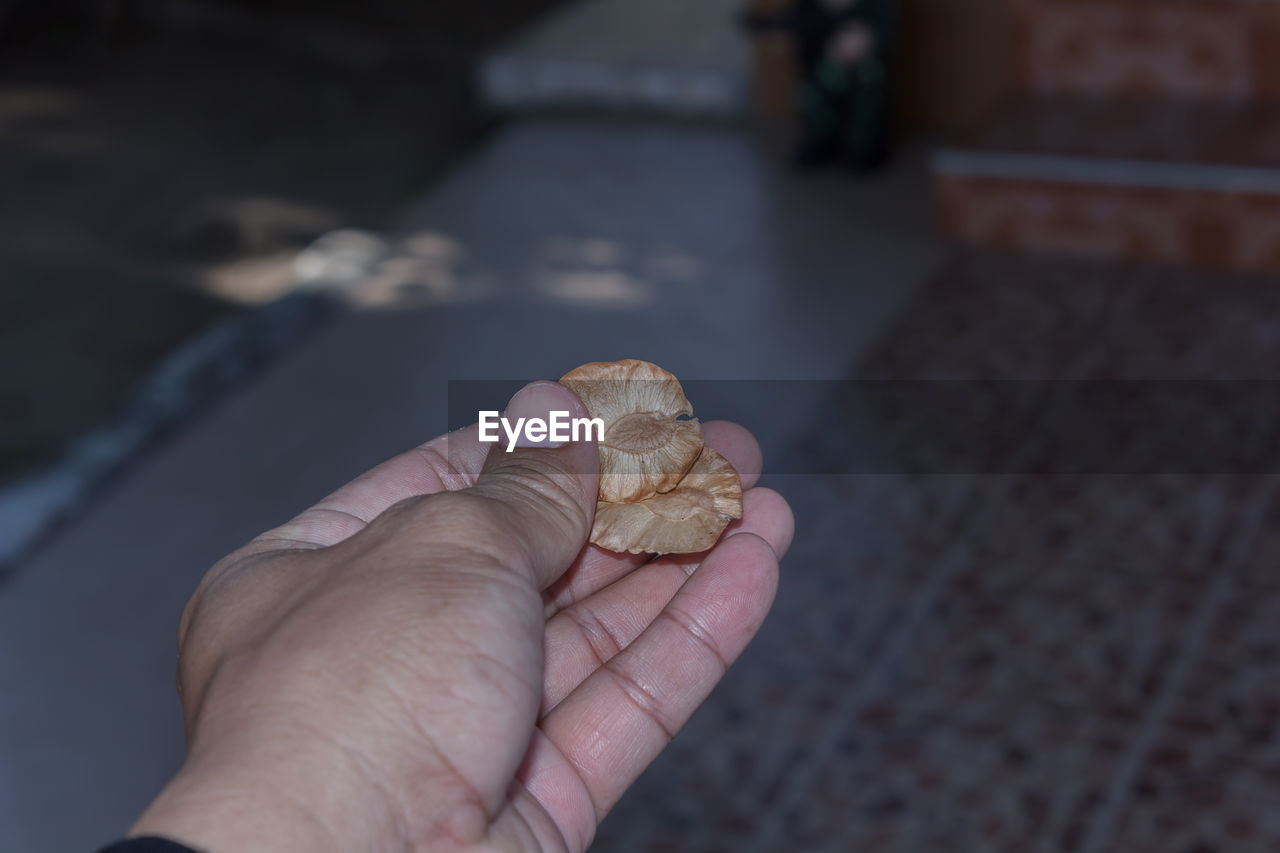 Close-up of hand holding food