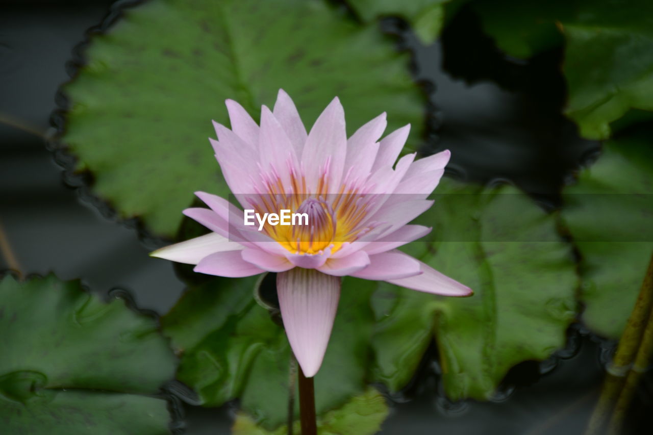 CLOSE-UP OF LOTUS WATER LILY