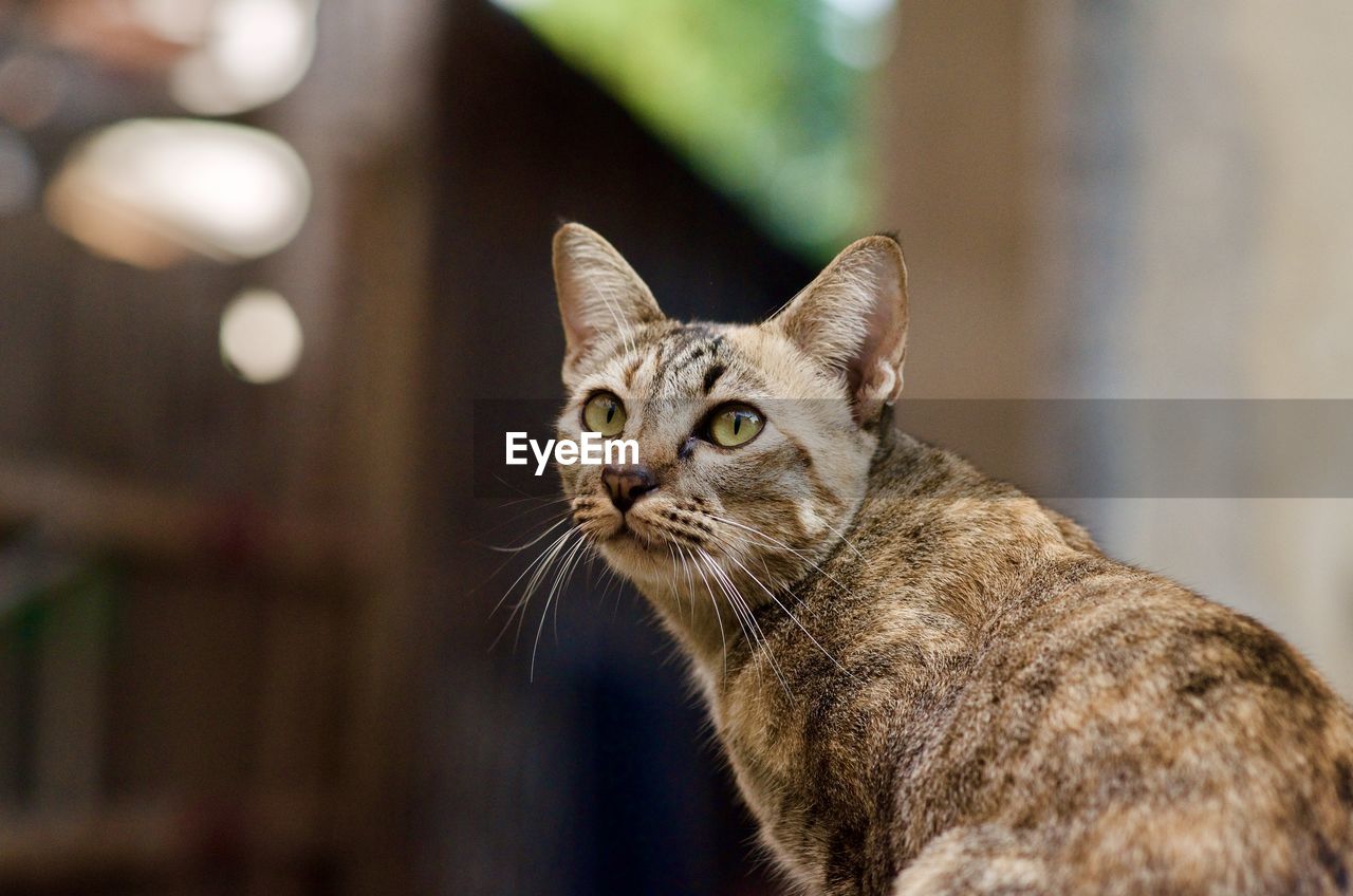 CLOSE-UP PORTRAIT OF CAT