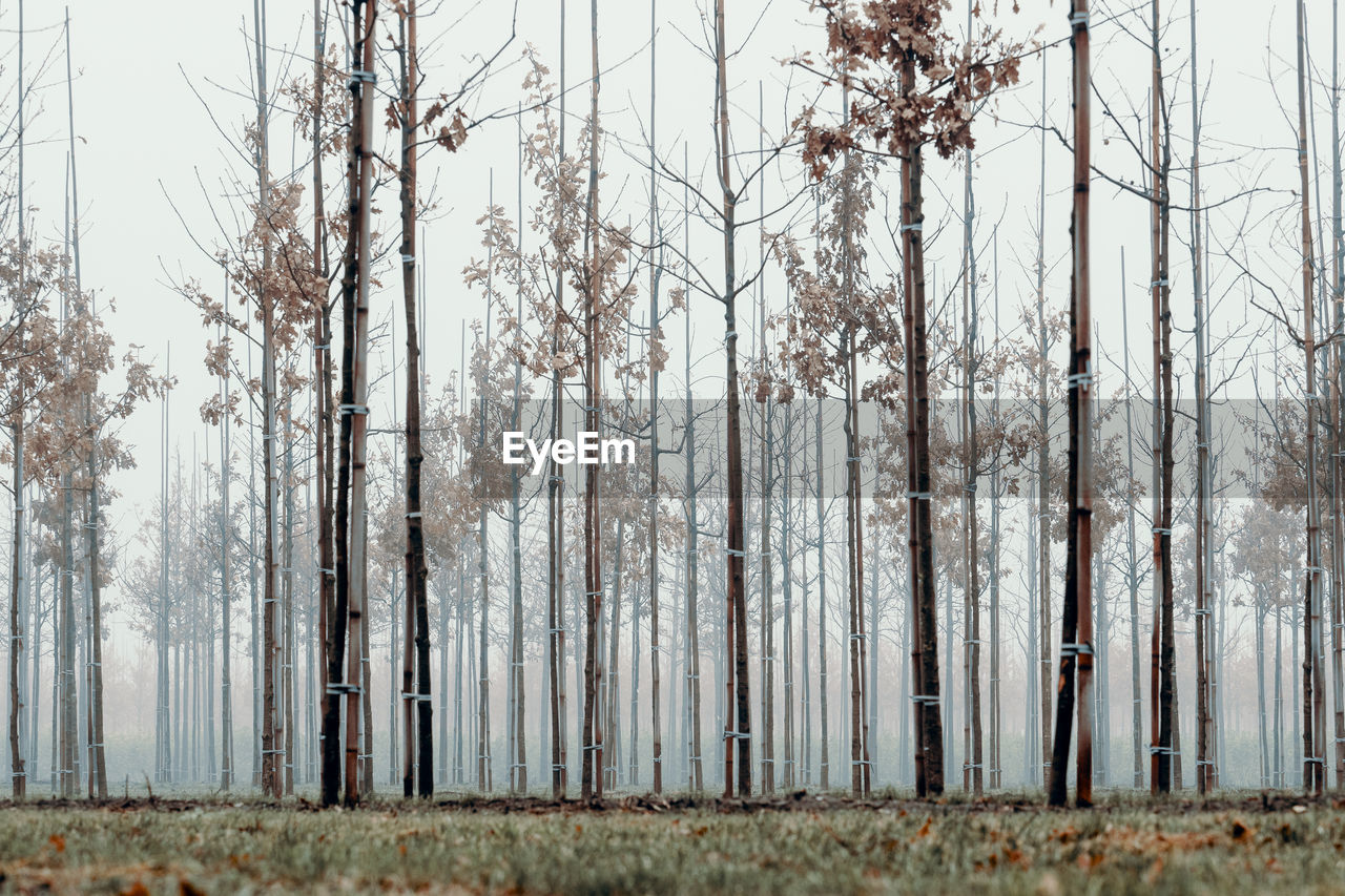 Bare trees on field against sky