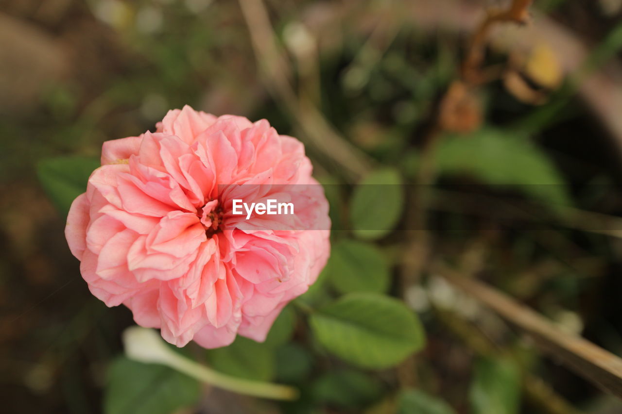 flower, flowering plant, plant, pink, freshness, beauty in nature, petal, inflorescence, flower head, close-up, fragility, nature, rose, no people, focus on foreground, outdoors, growth, blossom, springtime, pollen, plant part