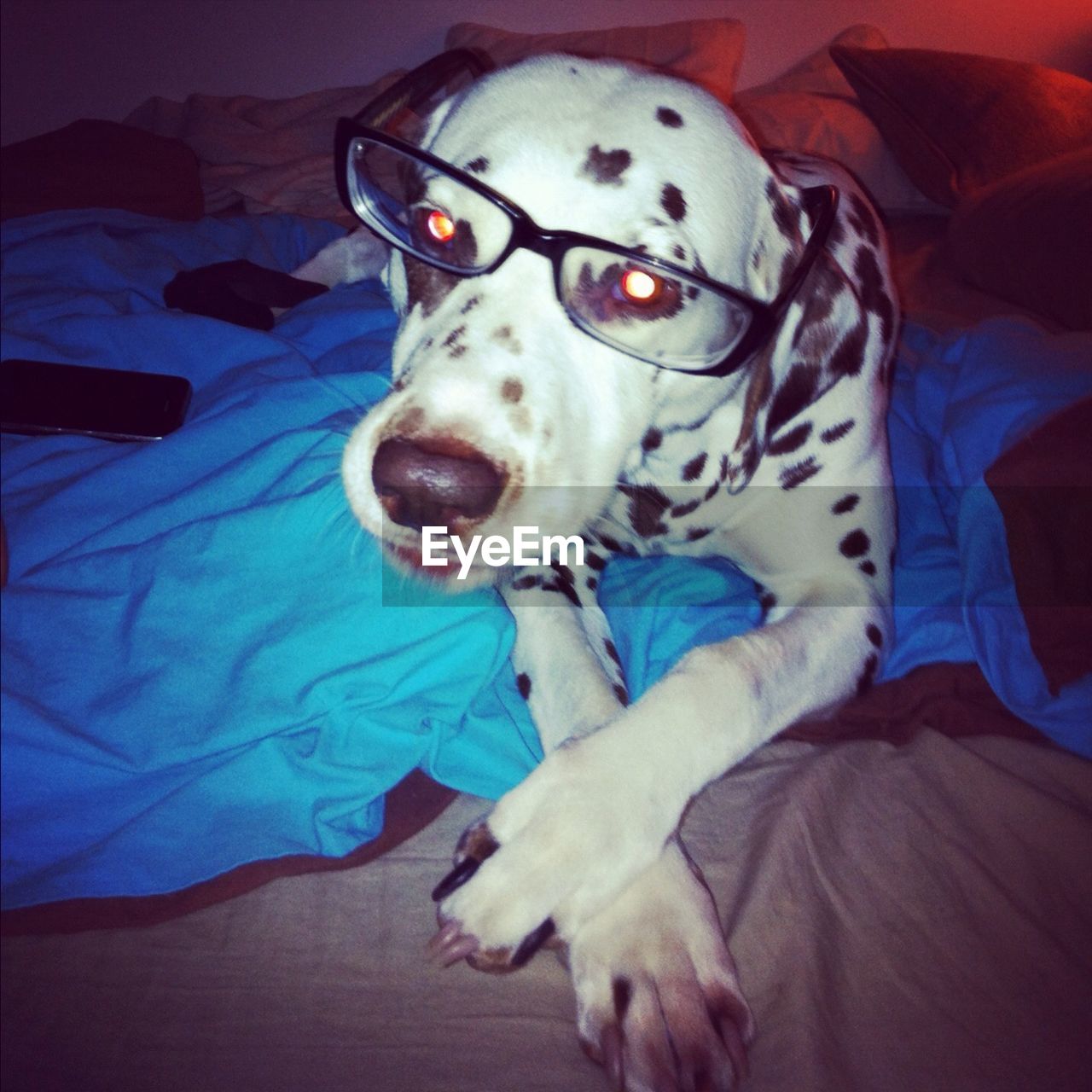Close-up of dalmatian dog lying on bed at home