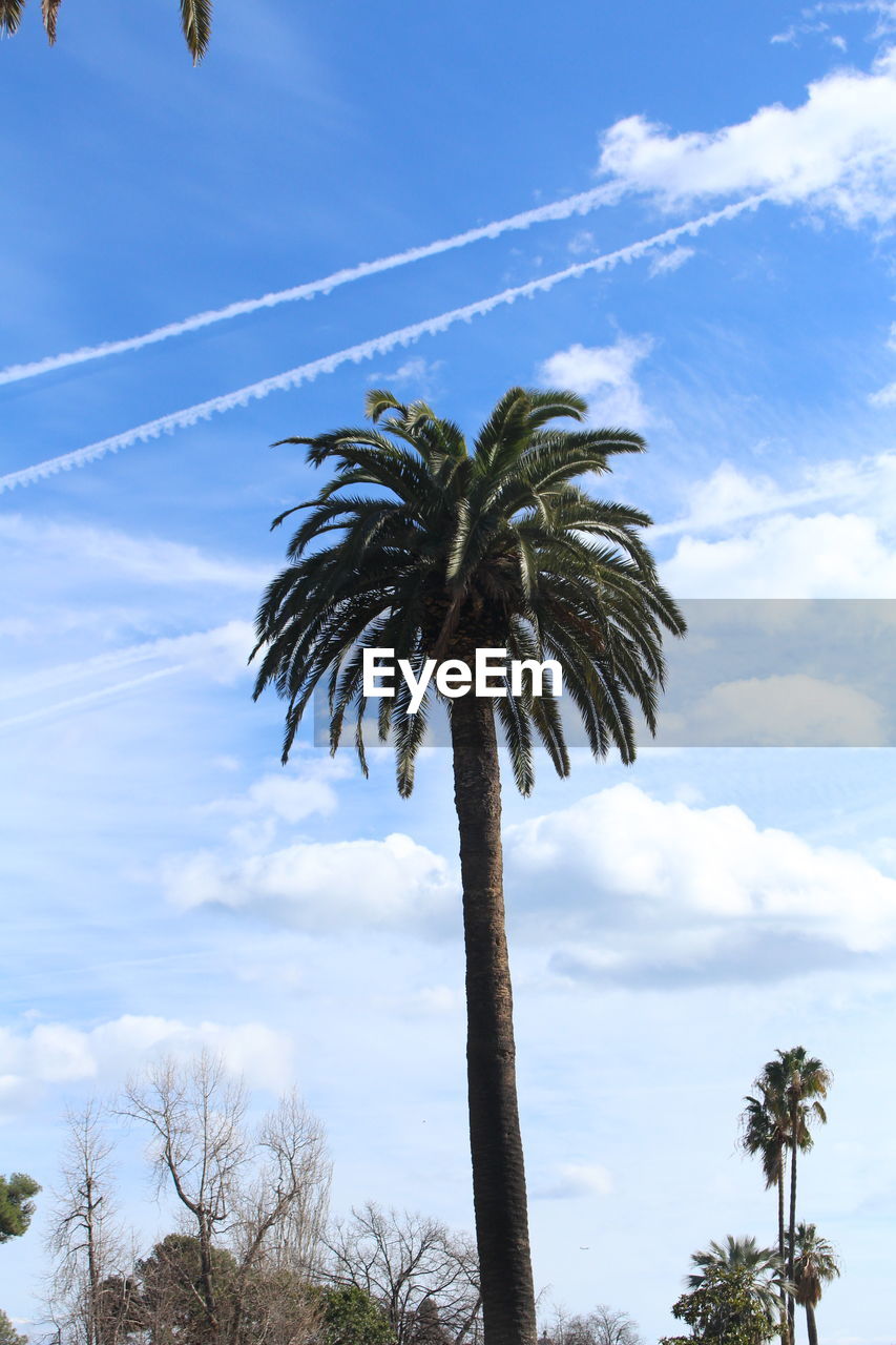 LOW ANGLE VIEW OF PALM TREES AGAINST THE SKY