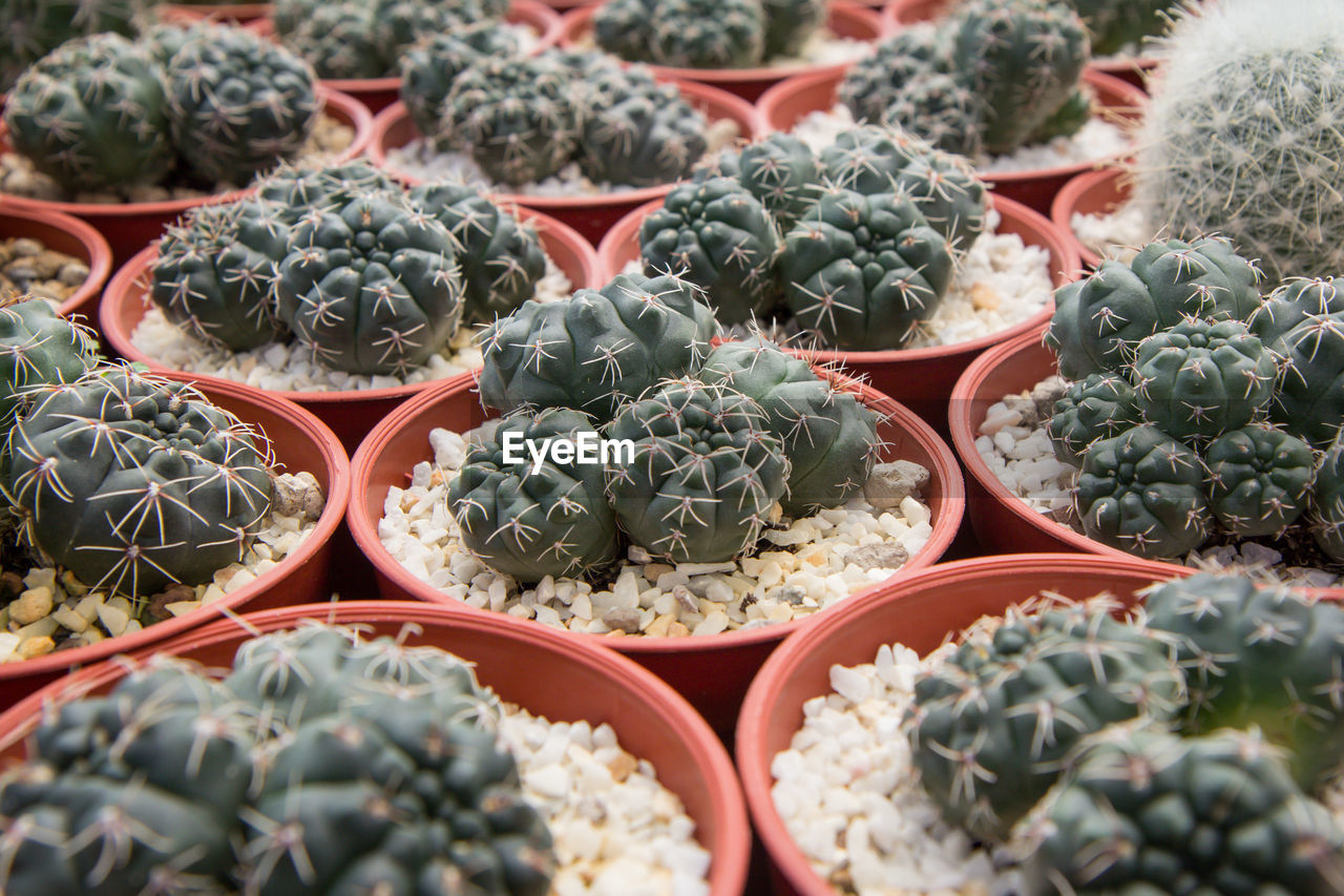 FULL FRAME SHOT OF SUCCULENT PLANTS FOR SALE