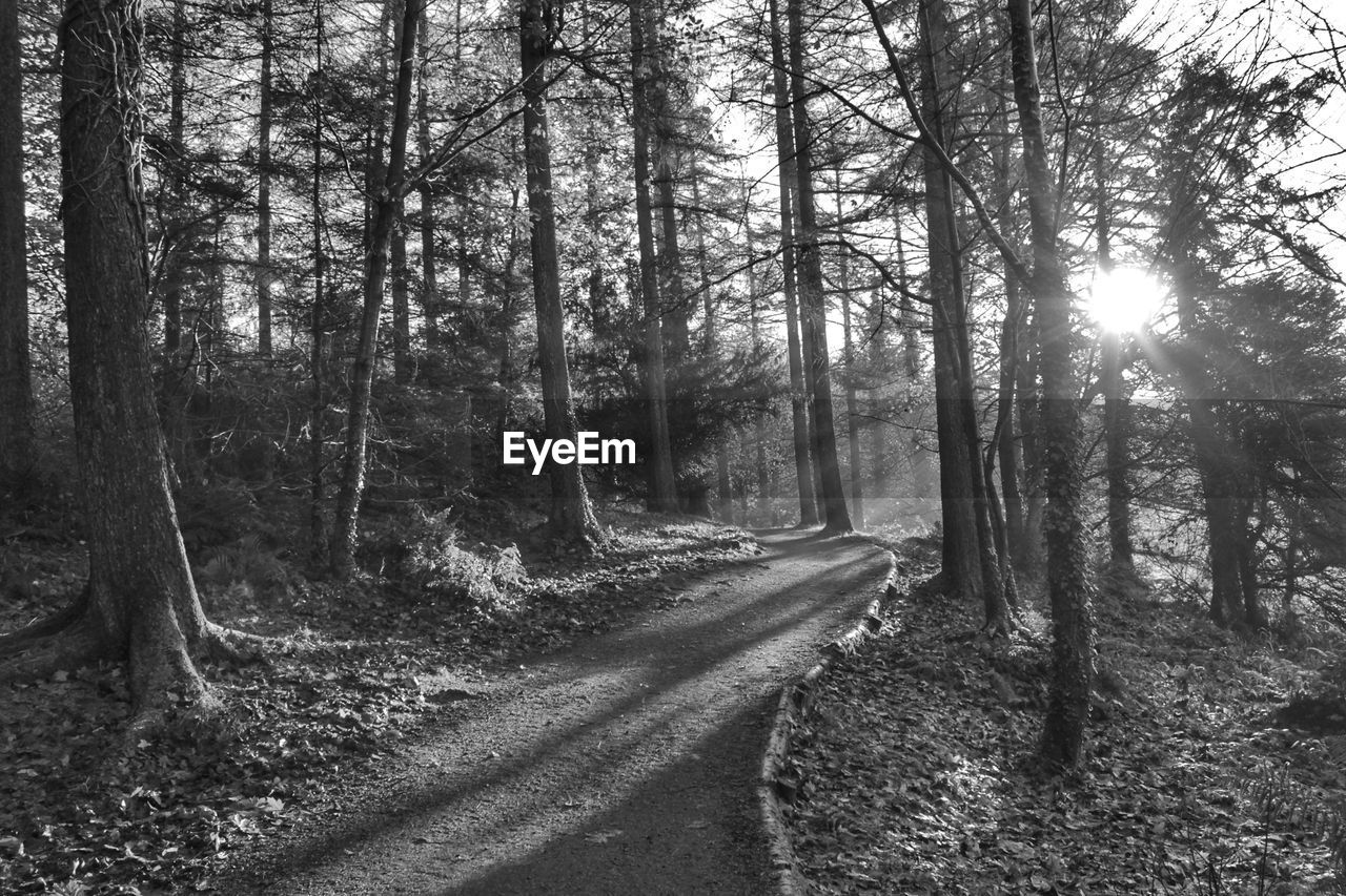 TREES GROWING IN FOREST