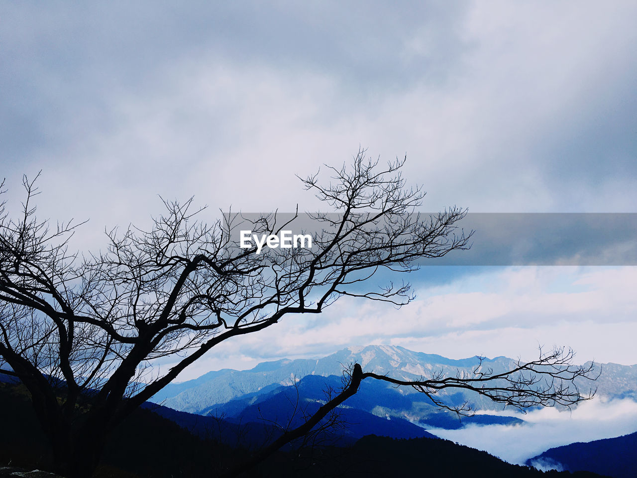 Bare tree against sky during winter