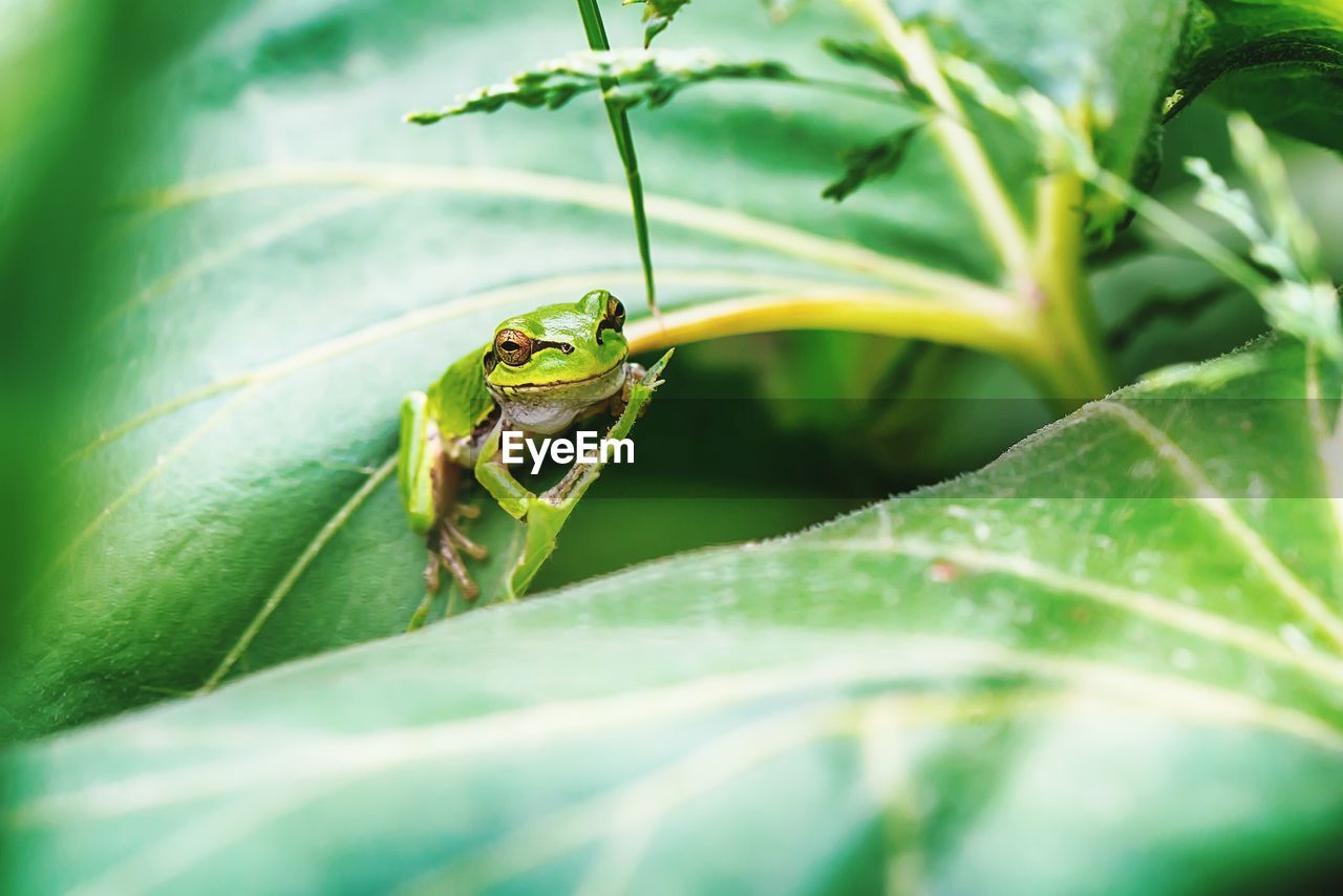 Green frog on leaves