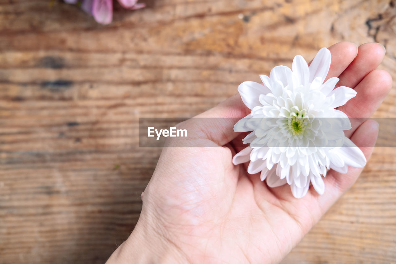 Chrysanthemum bud in hands on a wooden background.