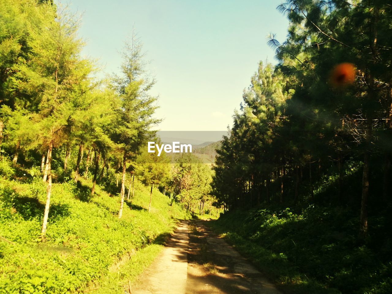 TREES ON LANDSCAPE AGAINST CLEAR SKY