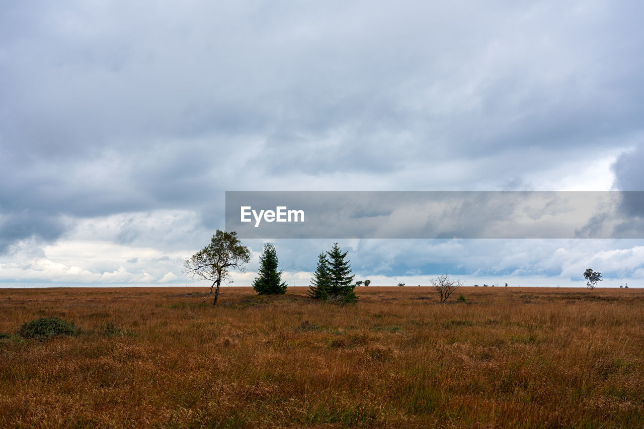 Trees on field against sky