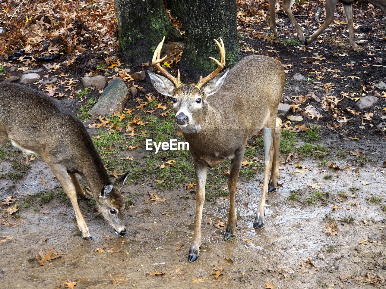 DEER ON GROUND