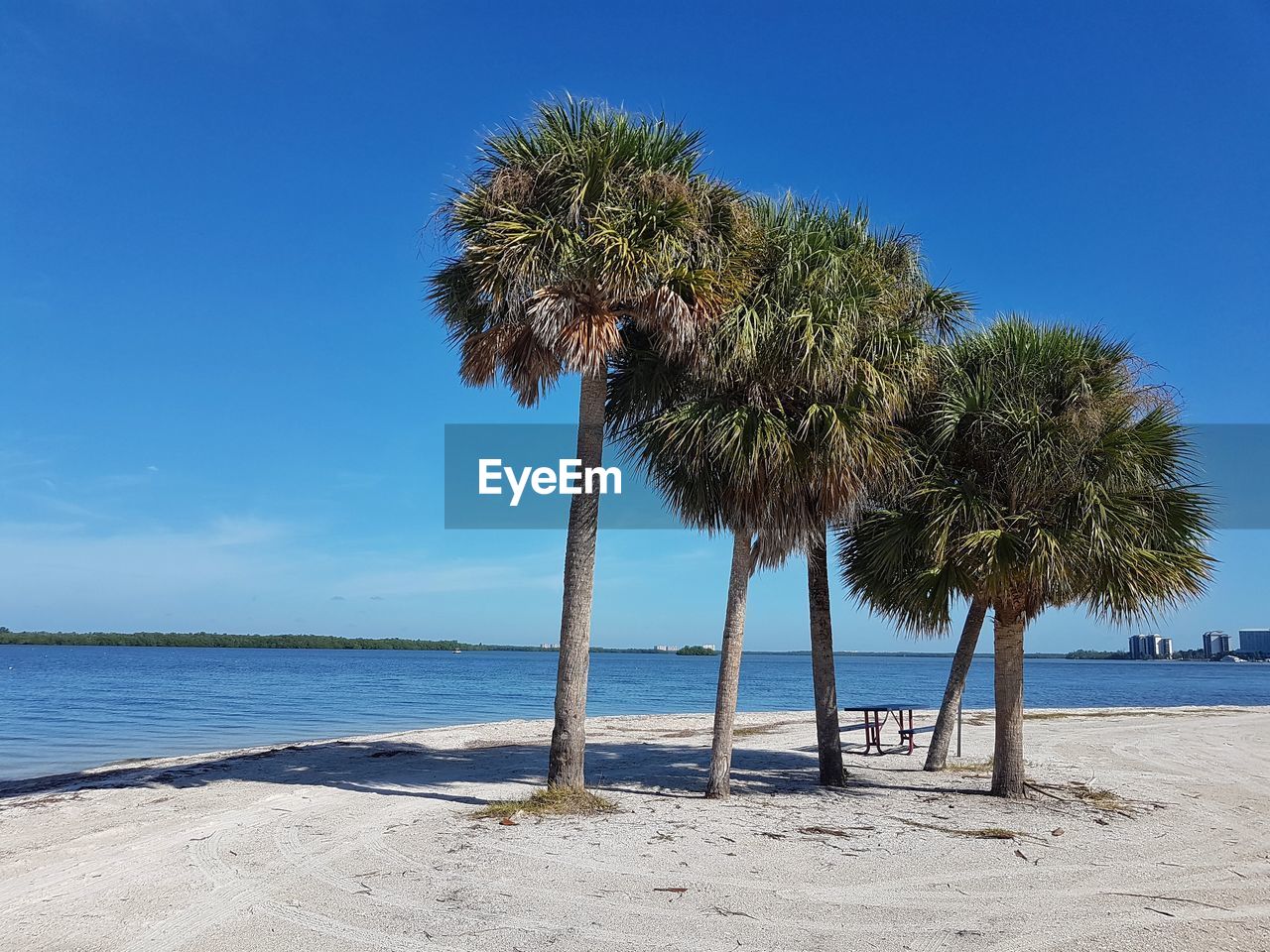 Coconut palm trees on beach against blue sky