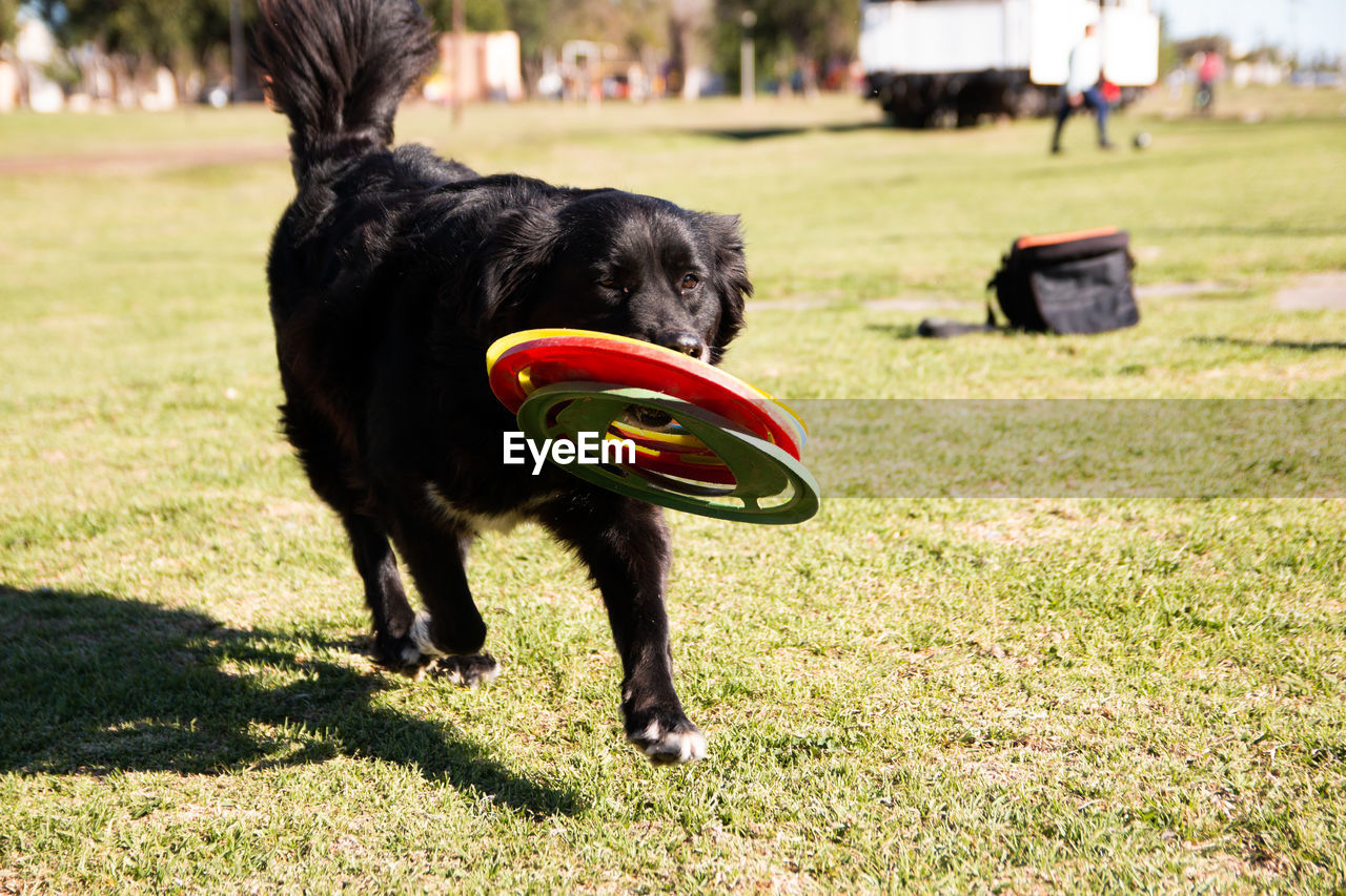 Portrait of dog playing with frisbee