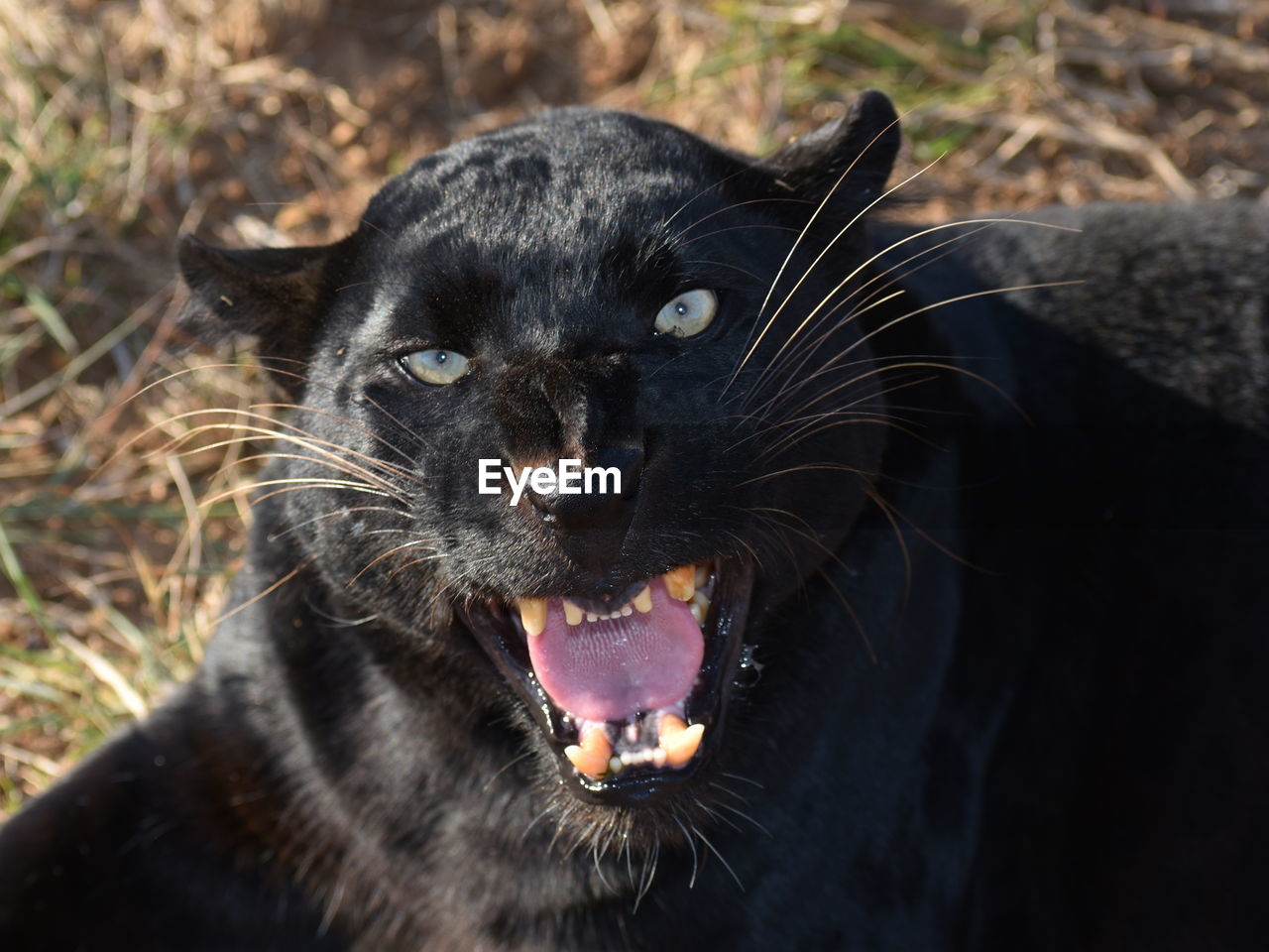 animal themes, animal, mammal, one animal, pet, cat, mouth open, whiskers, feline, domestic animals, black, animal body part, black cat, facial expression, anger, portrait, no people, felidae, close-up, animal mouth, negative emotion, looking at camera, yawning, aggression, small to medium-sized cats, carnivore, domestic cat, animal wildlife, focus on foreground, nature, day, outdoors, wildlife, carnivora