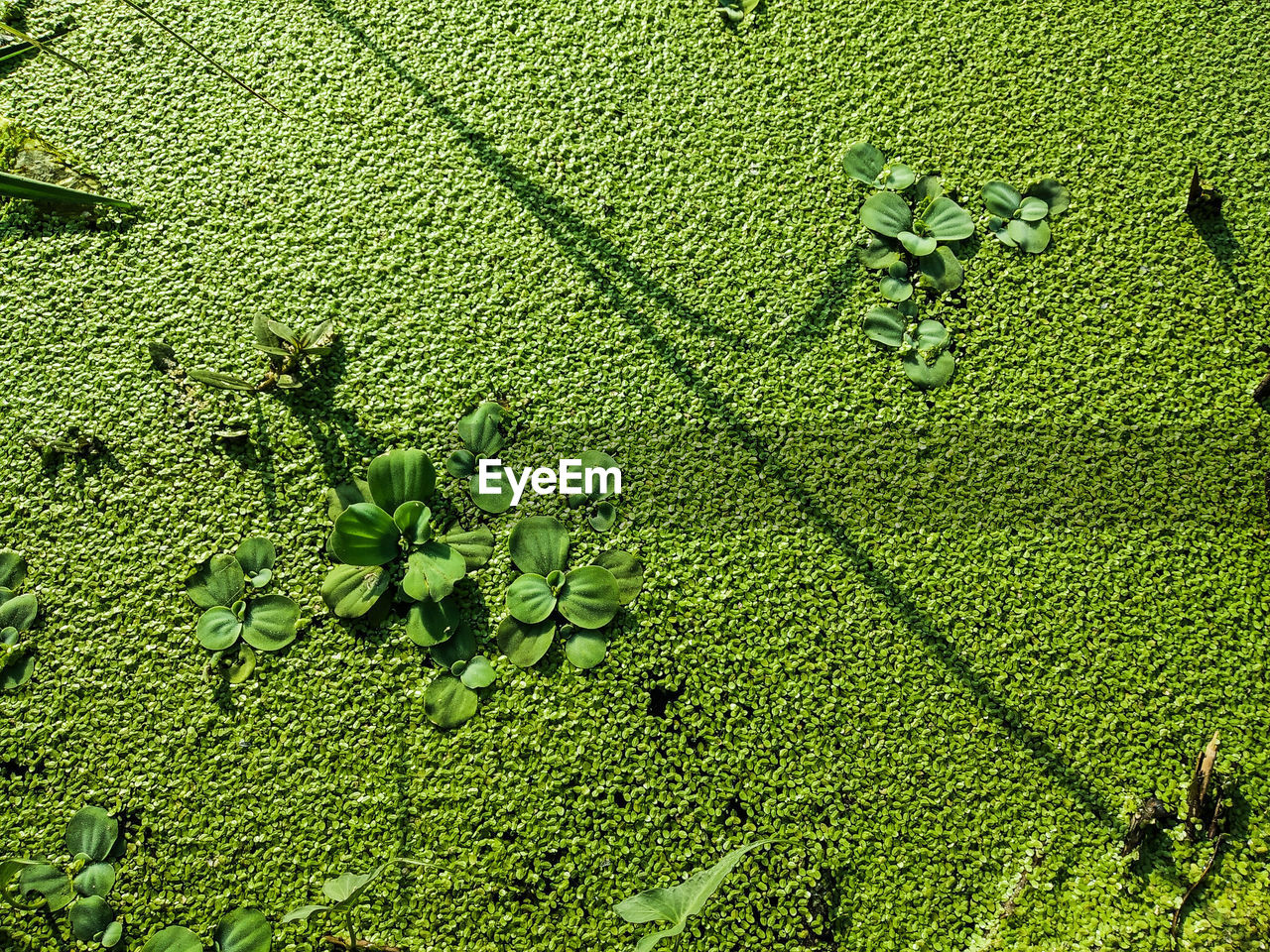 HIGH ANGLE VIEW OF PLANTS GROWING IN FARM