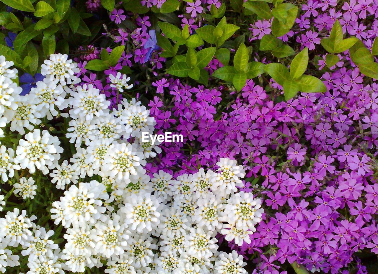 Pink and white candytuft flowers blooming on field