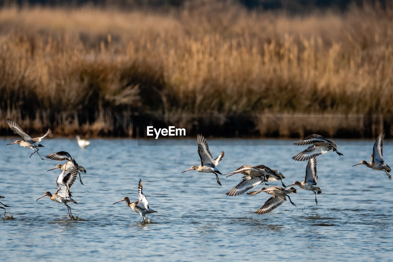 Bird flying over lake