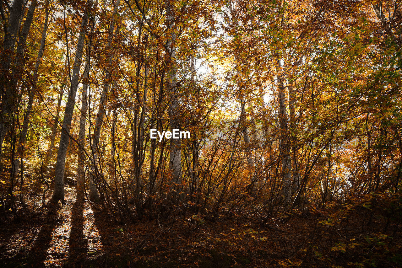 Trees in forest during autumn