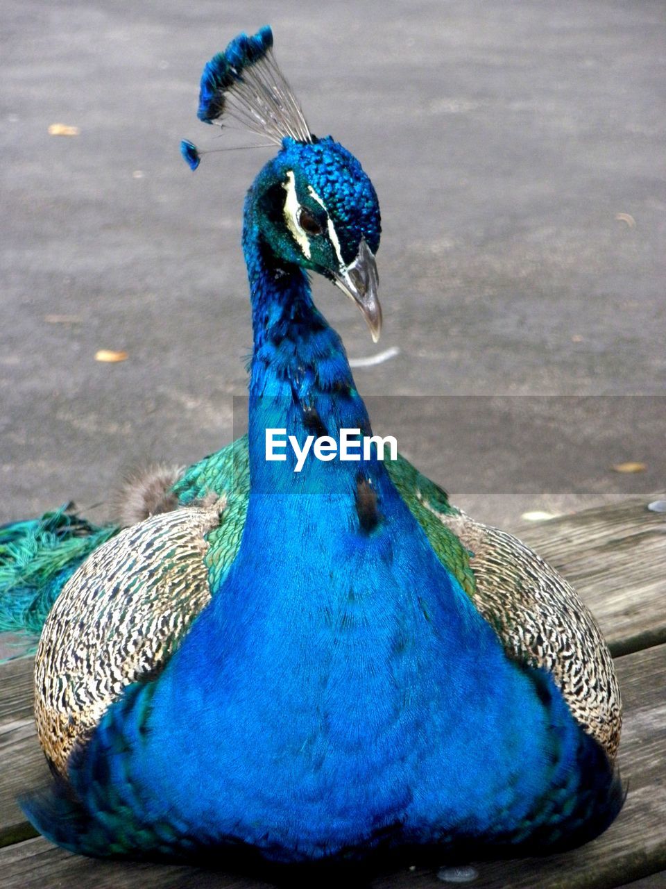 CLOSE-UP OF PEACOCK WITH BLUE FEATHER