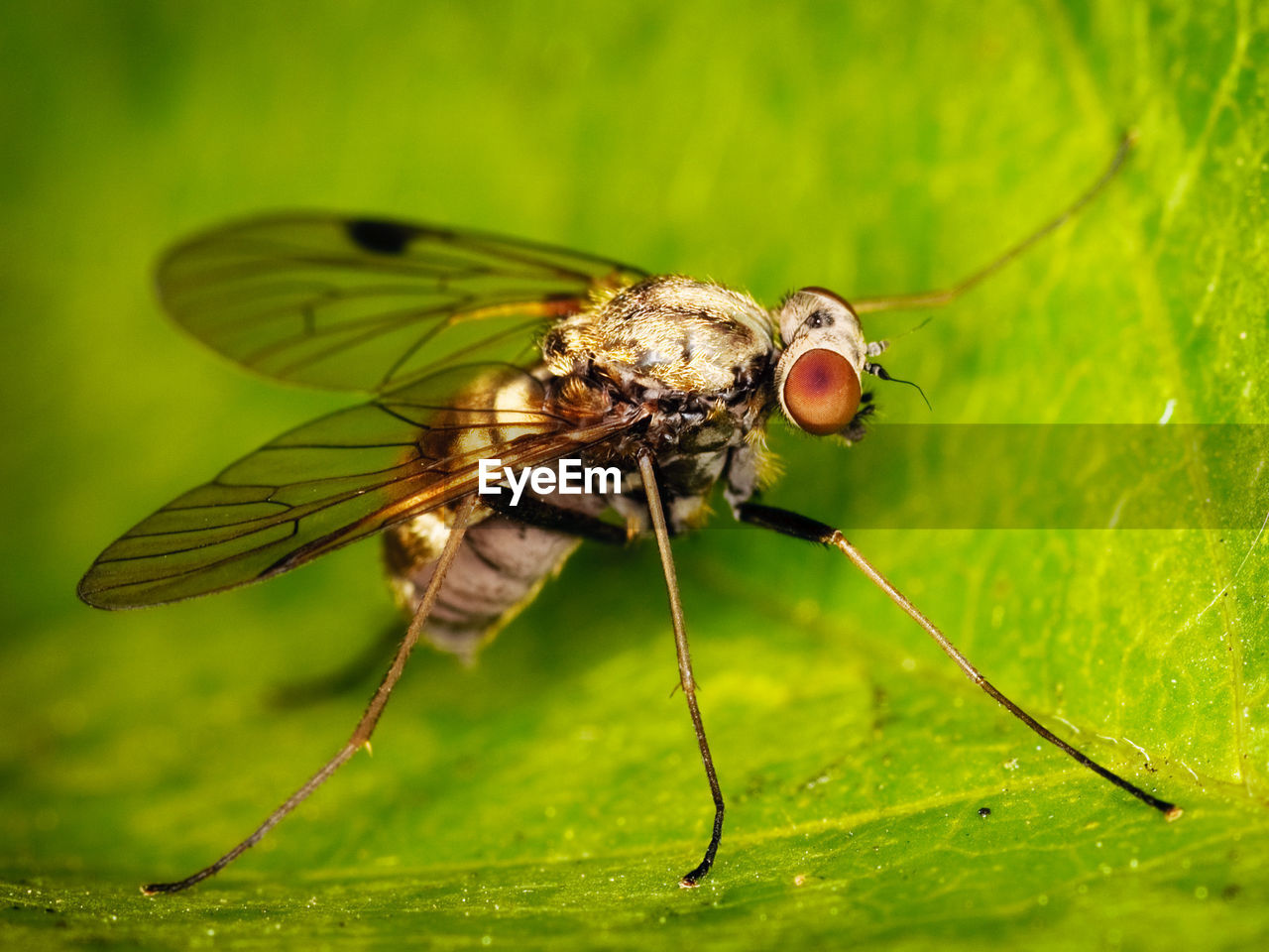 Close-up of fly on leaf