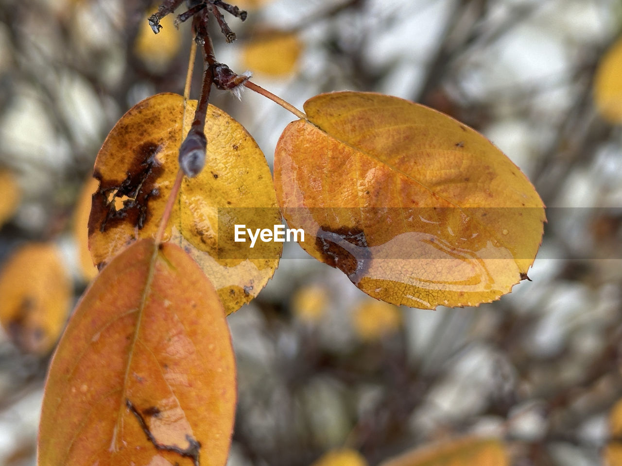 autumn, leaf, tree, macro photography, fruit, branch, food, nature, plant, focus on foreground, food and drink, close-up, produce, no people, yellow, healthy eating, plant part, flower, hanging, outdoors, winter, day, beauty in nature, dry, orange color, freshness, growth