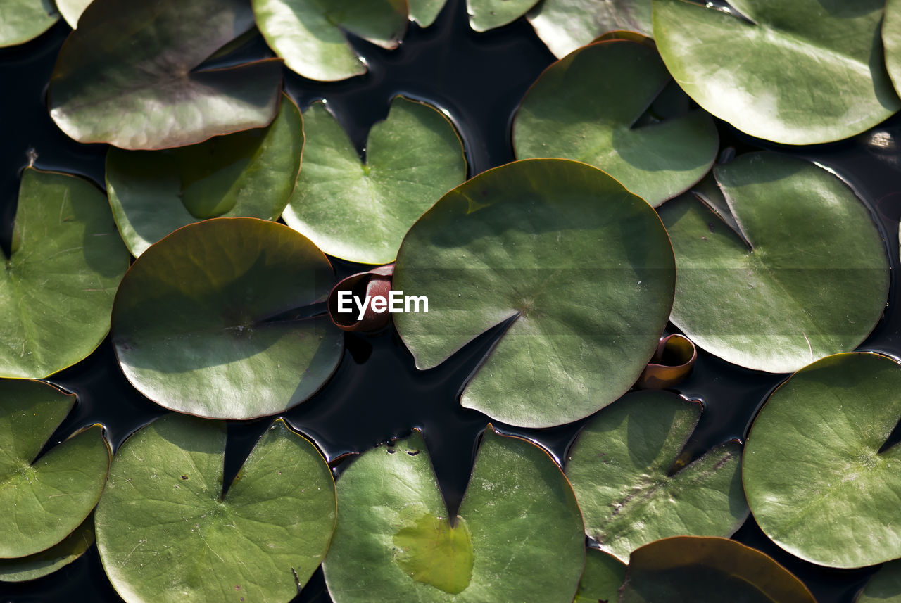 FULL FRAME SHOT OF PLANT