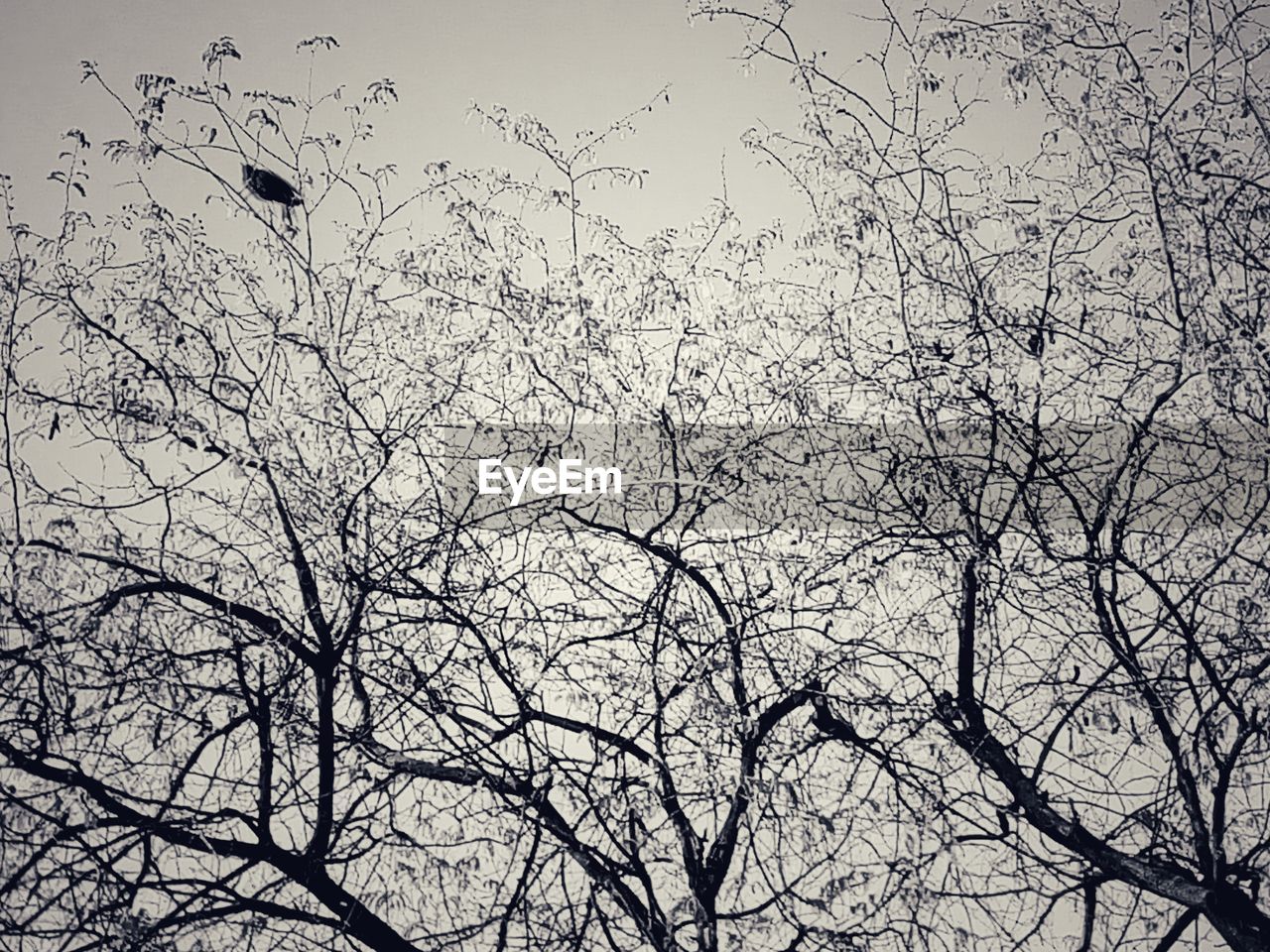 LOW ANGLE VIEW OF EAGLE FLYING AGAINST BARE TREES