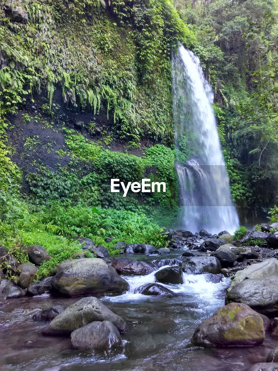 WATERFALL IN FOREST