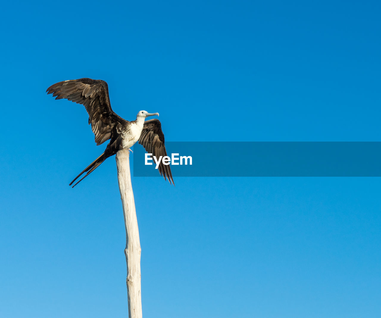 LOW ANGLE VIEW OF BIRD FLYING