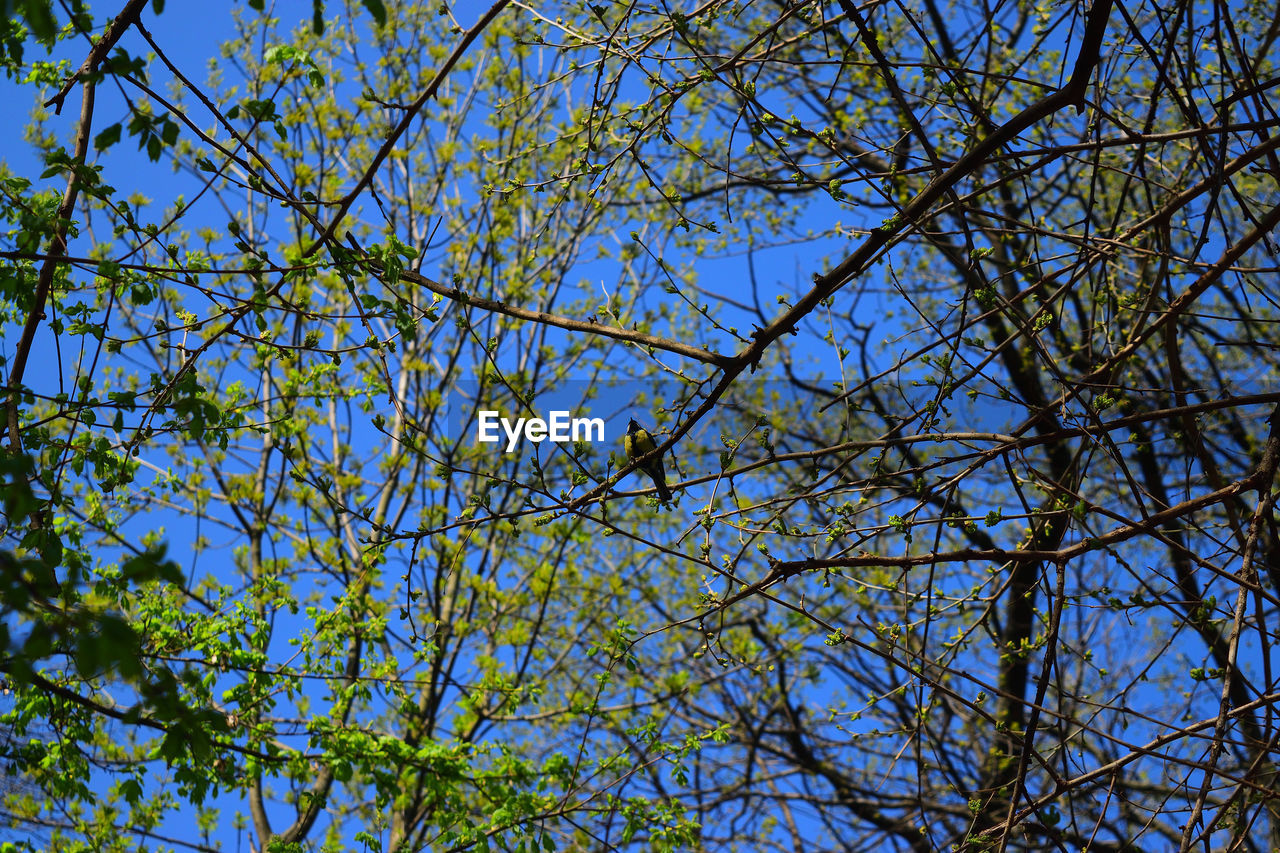 LOW ANGLE VIEW OF TREES AGAINST SKY