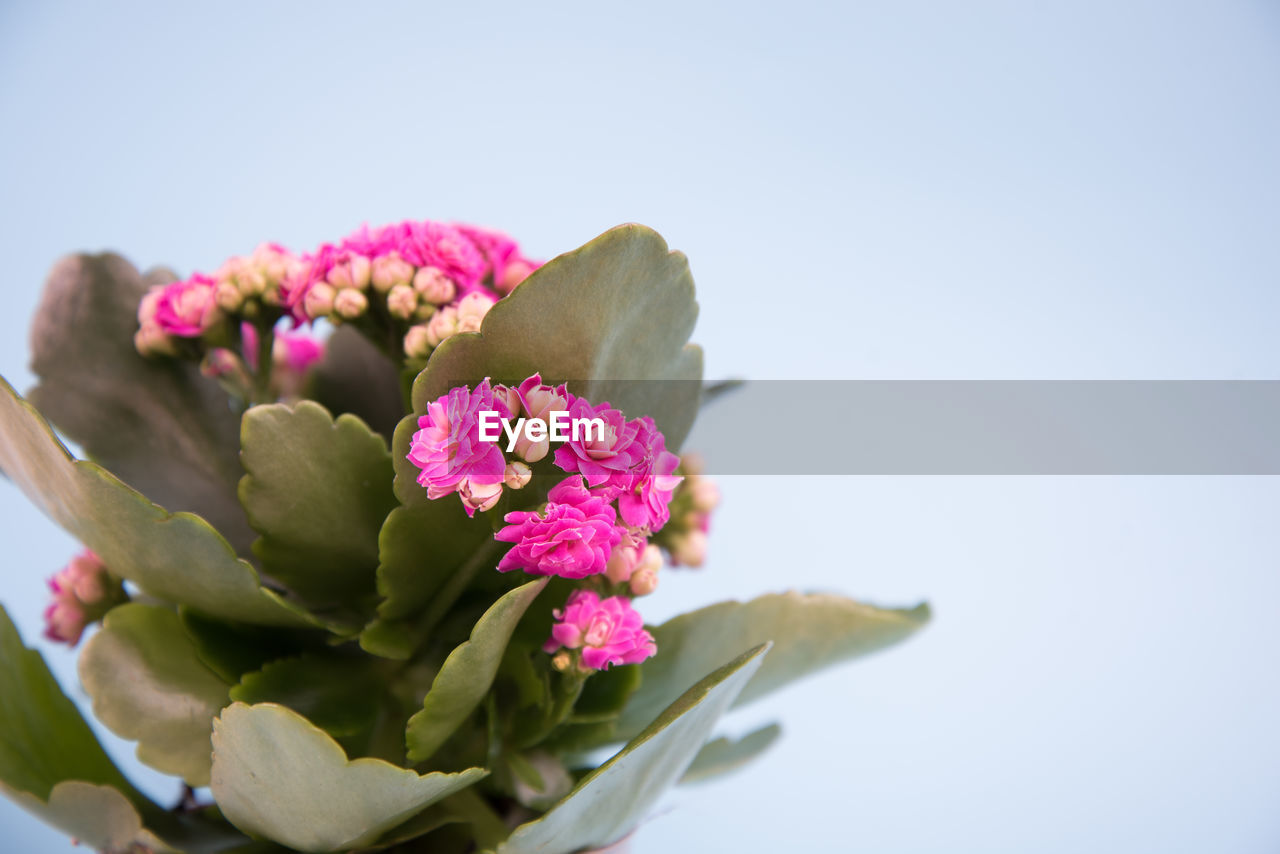CLOSE-UP OF PINK FLOWERING PLANT OVER WHITE BACKGROUND