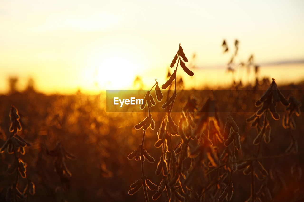 CLOSE-UP OF CROPS GROWING ON FIELD AGAINST SKY