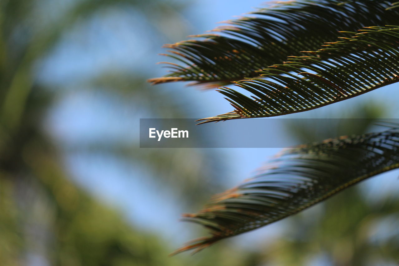 CLOSE-UP OF FERN TREE