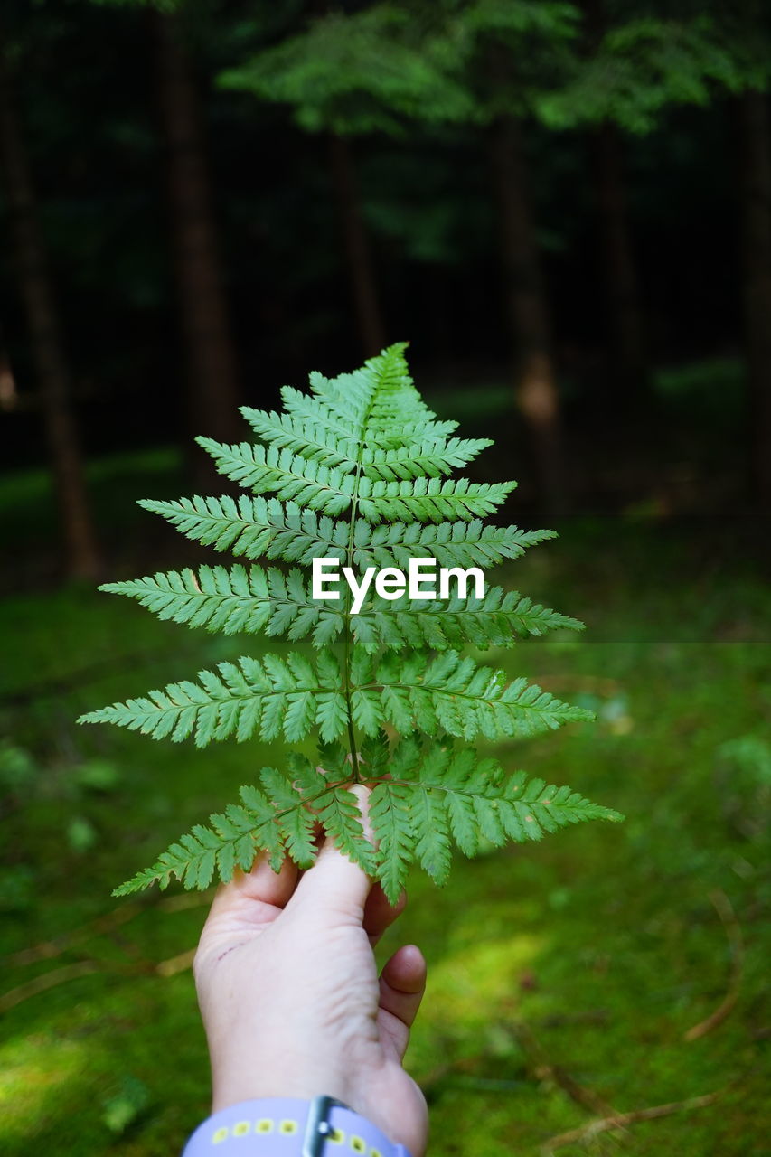 close-up of hand holding plant