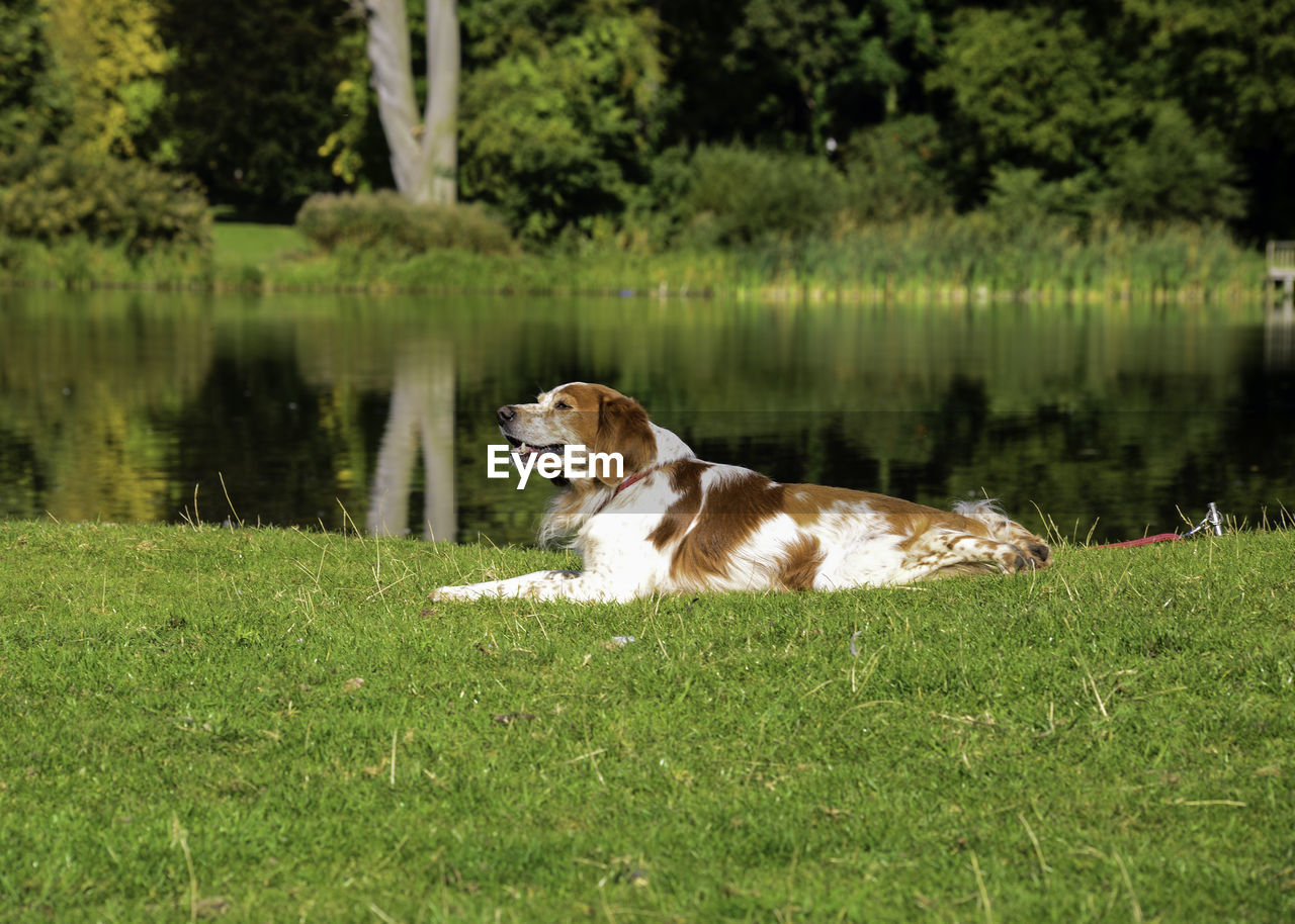 DOG BY LAKE