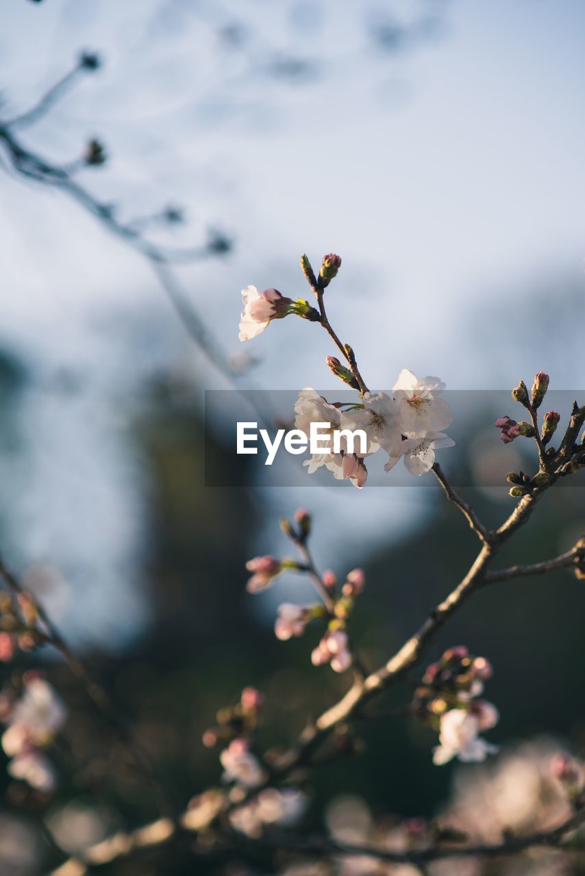 CLOSE-UP OF CHERRY BLOSSOMS ON BRANCH