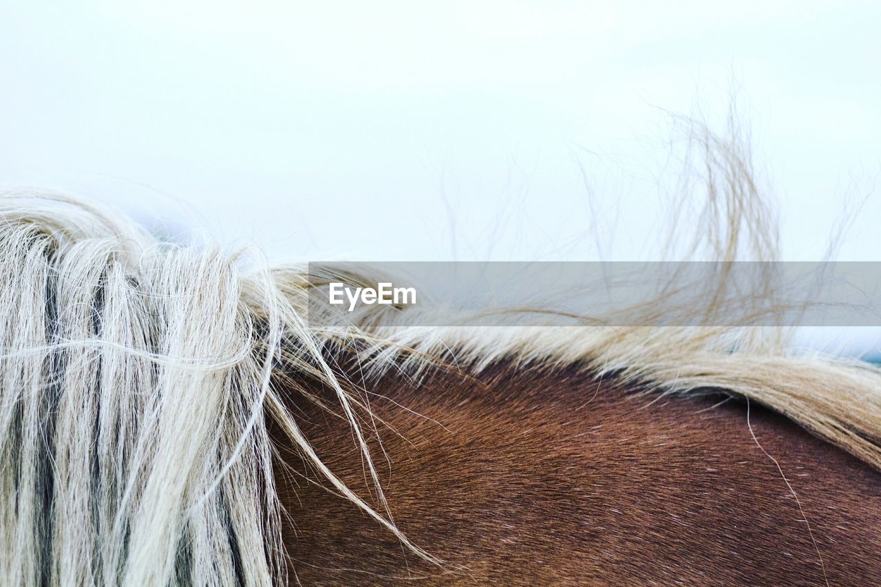 Midsection of horse standing against sky