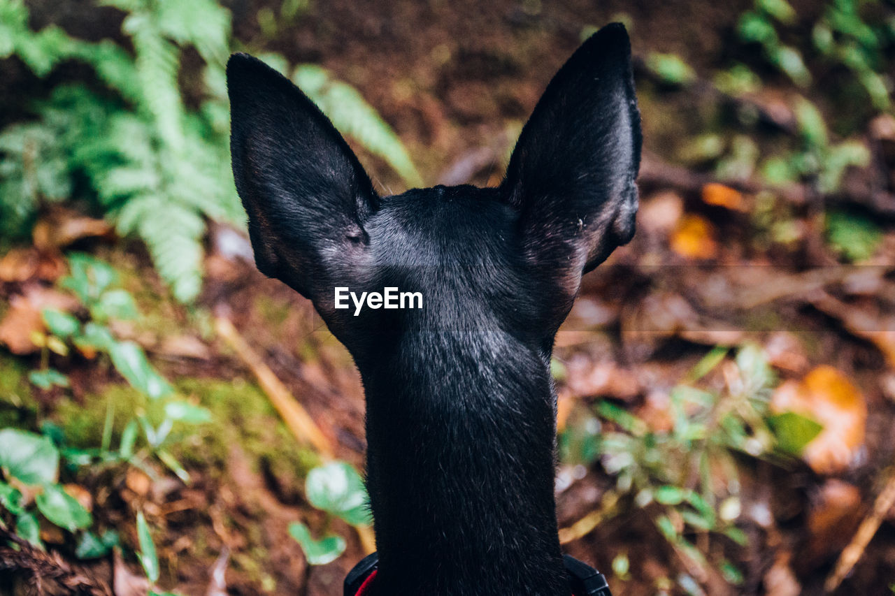 Close-up of black dog on field