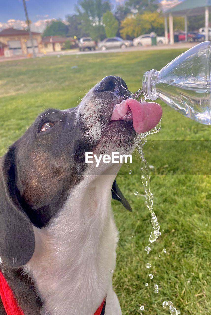CLOSE-UP OF DOG DRINKING WATER ON LAND