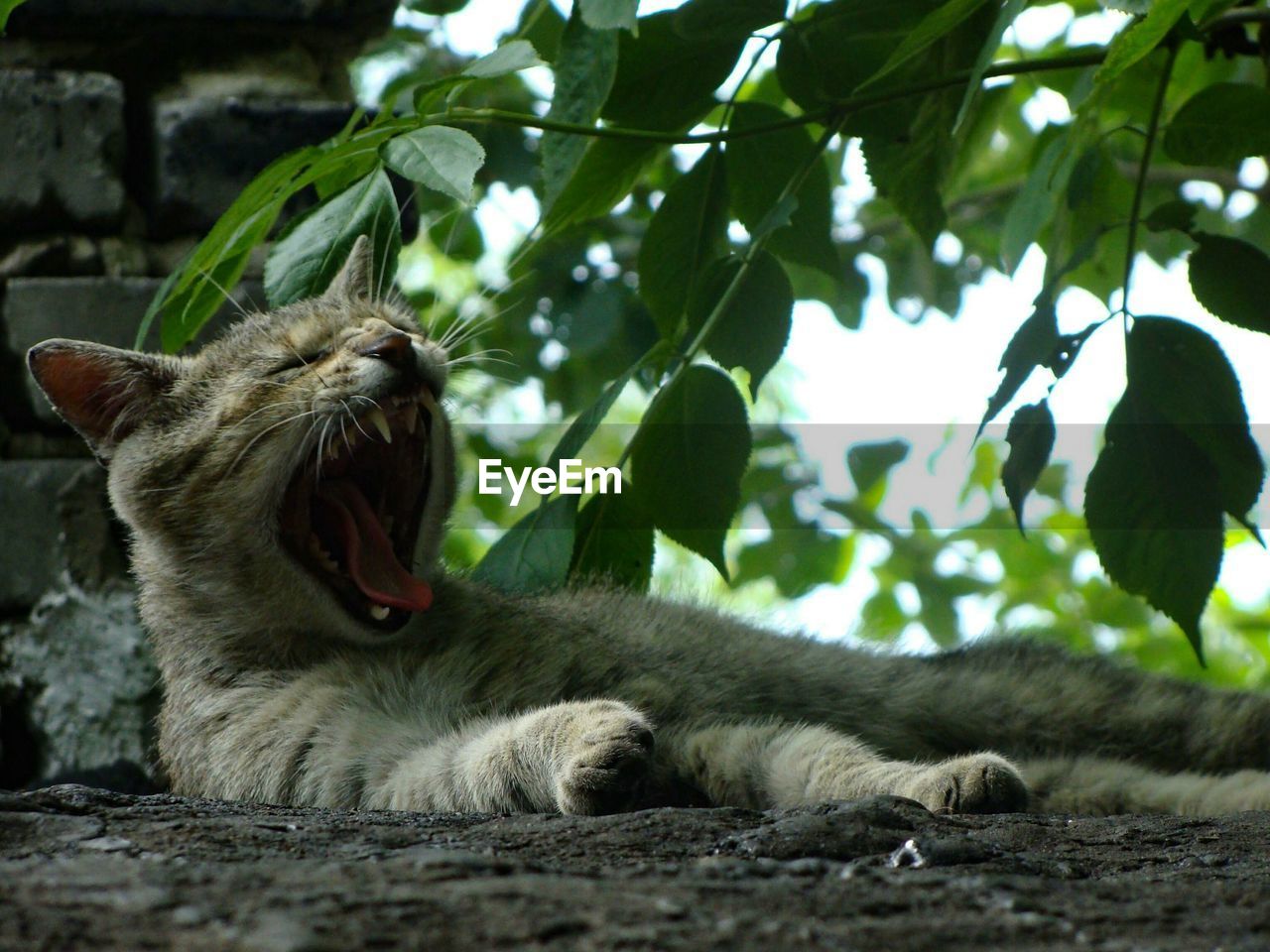 LOW ANGLE VIEW OF LION YAWNING