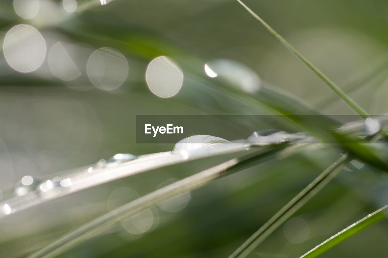 CLOSE-UP OF PLANT AGAINST BLURRED BACKGROUND