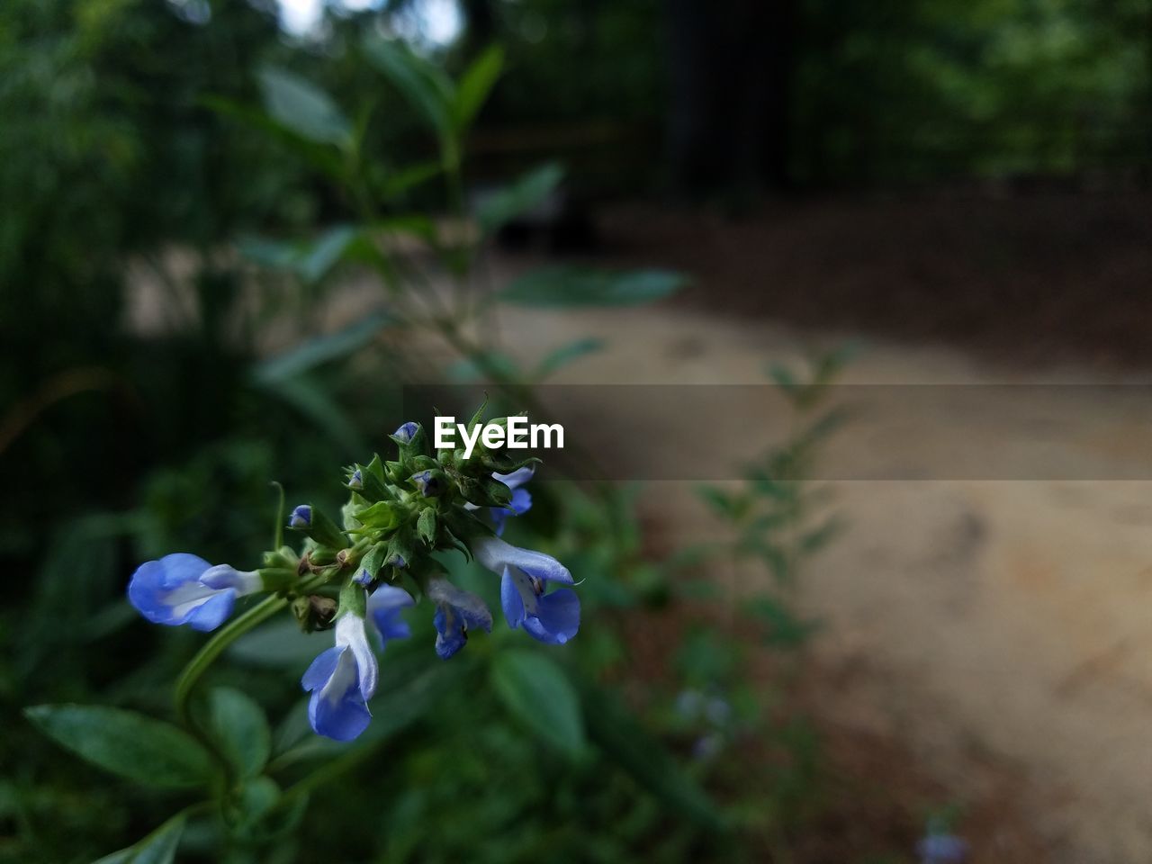 CLOSE-UP OF FLOWERS BLOOMING