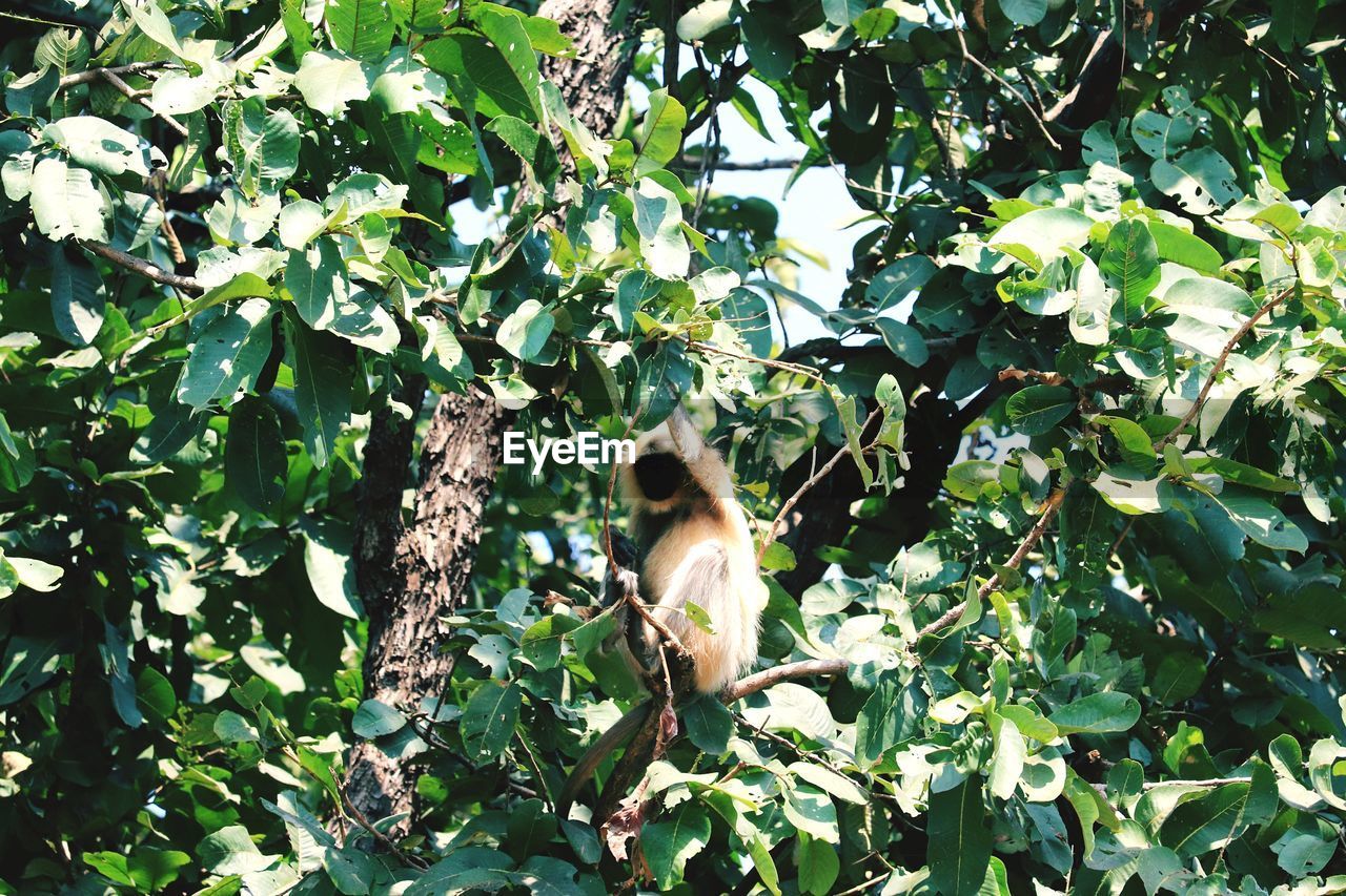 YOUNG MAN SITTING ON TREE