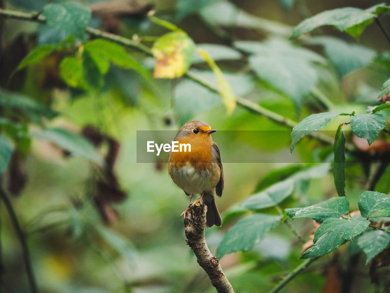 Bird perching on a branch