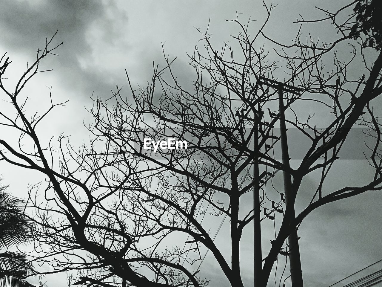 LOW ANGLE VIEW OF TREE AGAINST SKY