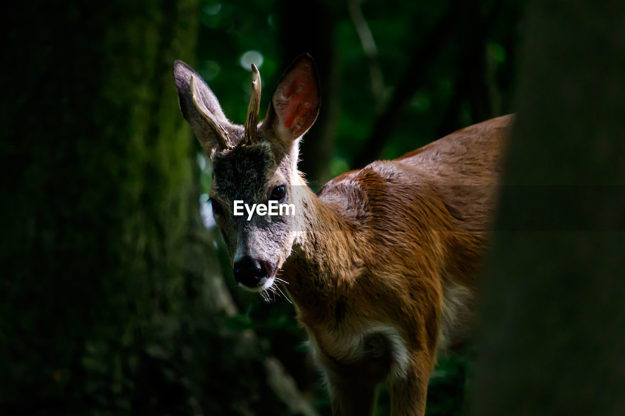 Roe deer in the city park