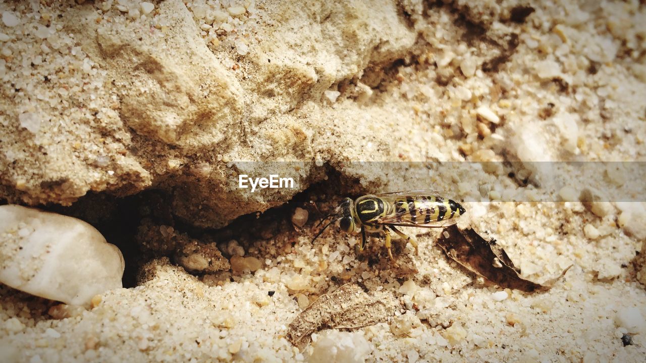 CLOSE-UP OF GRASSHOPPER