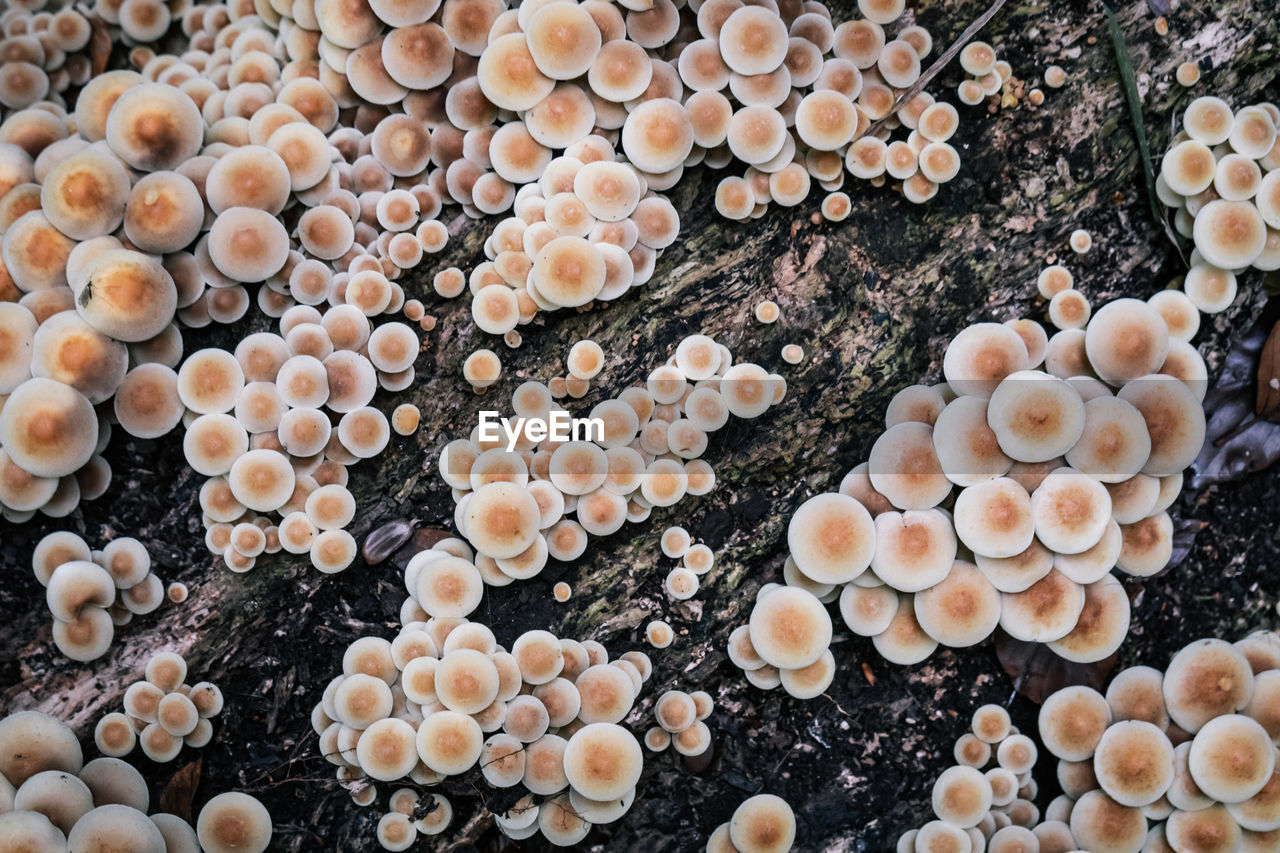 Full frame shot of mushrooms