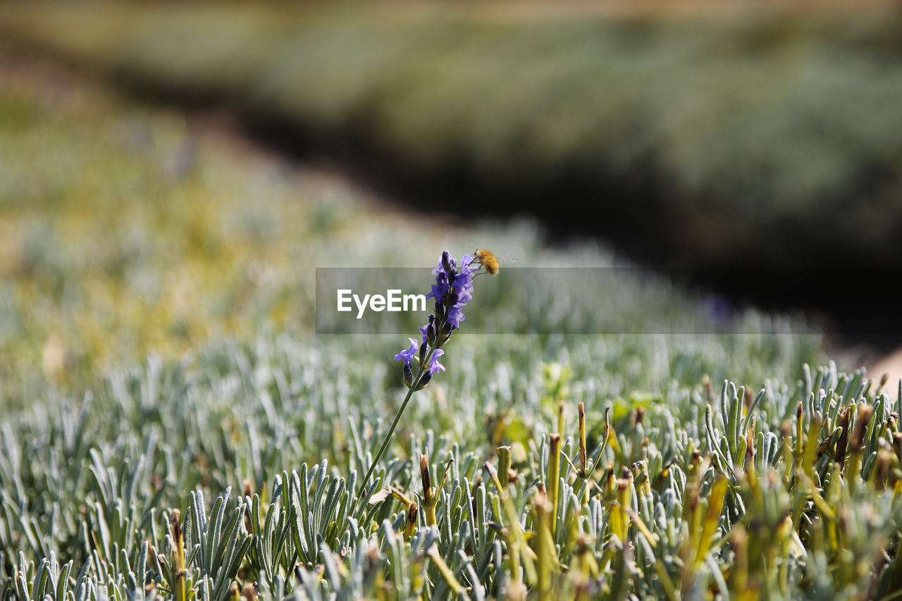 CLOSE-UP OF PURPLE FLOWERING PLANT ON FIELD